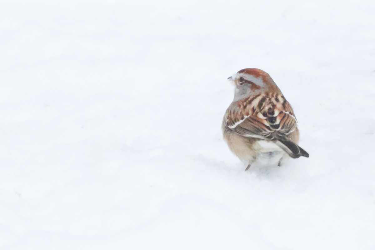 American Tree Sparrow - ML629696614