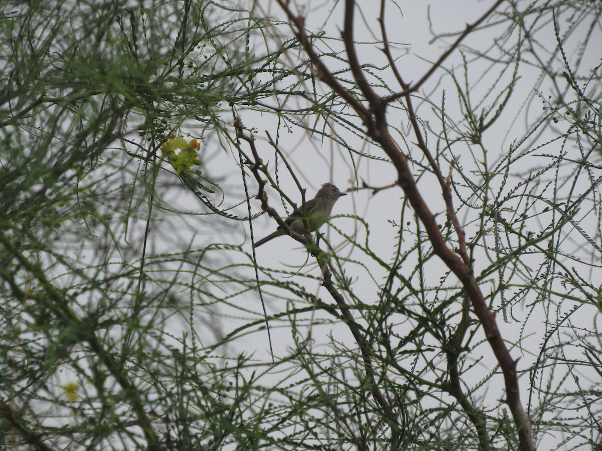 Straneck's Tyrannulet - ML629696811