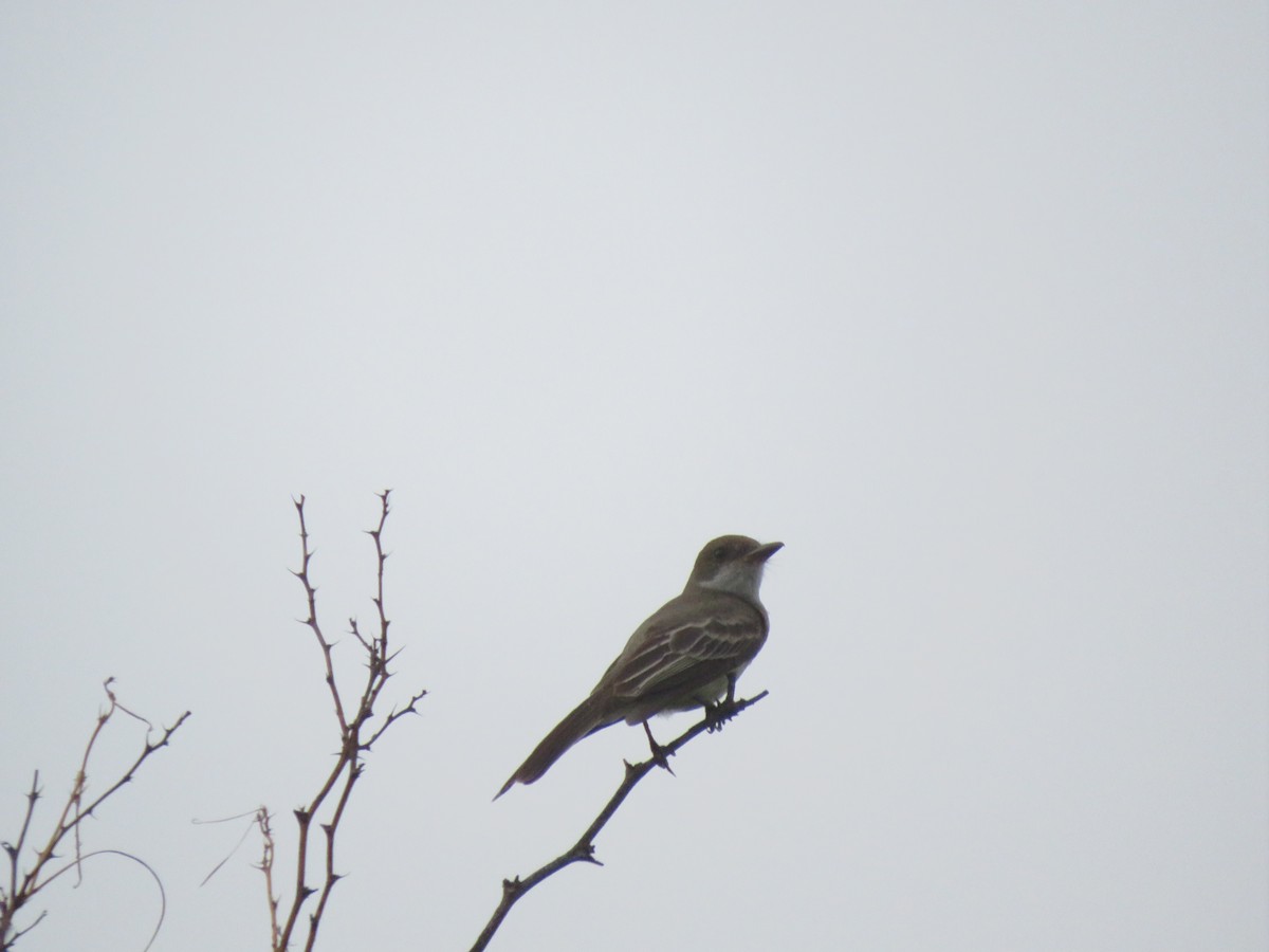 Swainson's Flycatcher - ML629696847