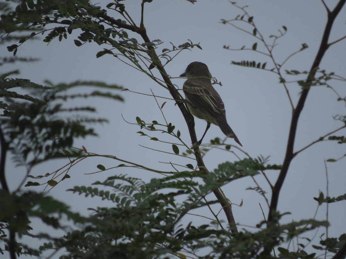 Swainson's Flycatcher - ML629696848
