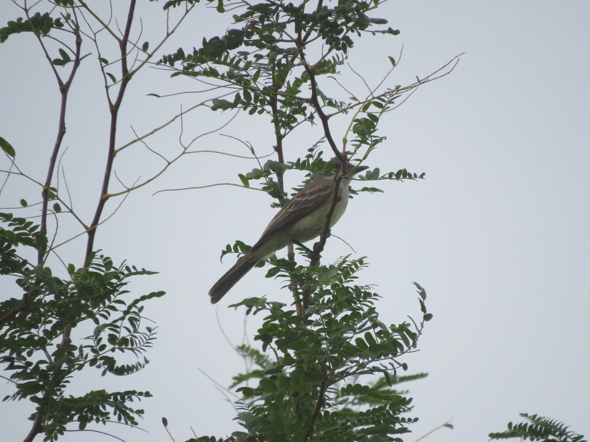 Swainson's Flycatcher - ML629696849