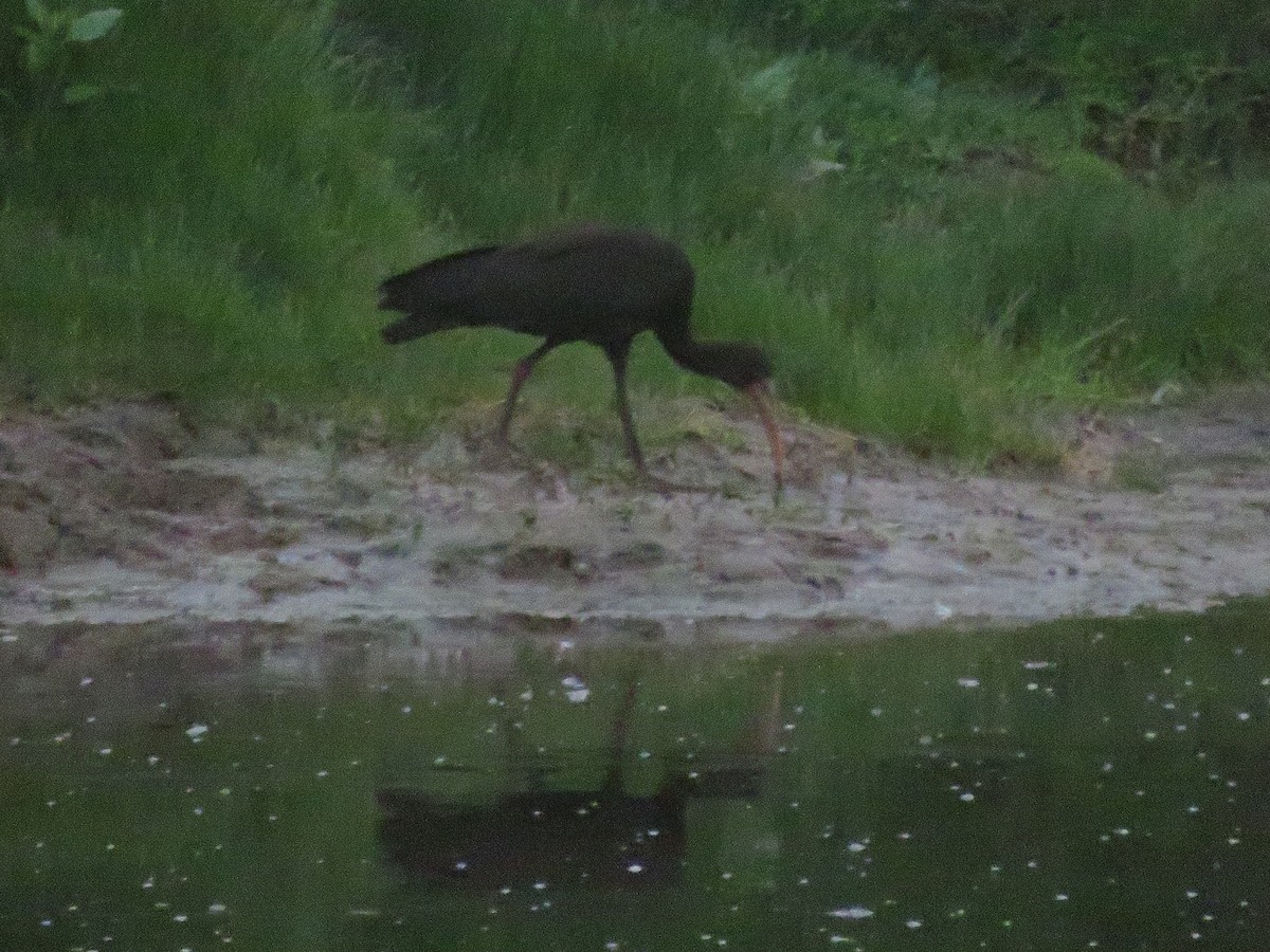 Bare-faced Ibis - ML629696894