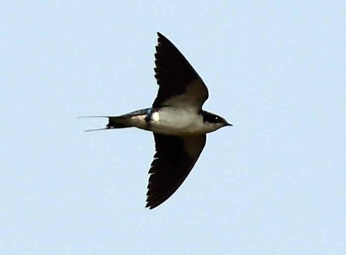 Wire-tailed Swallow - ML629696948