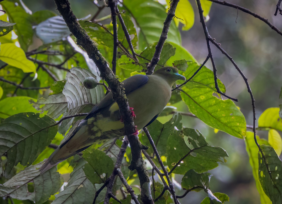 Sumatran Green-Pigeon - ML629697255