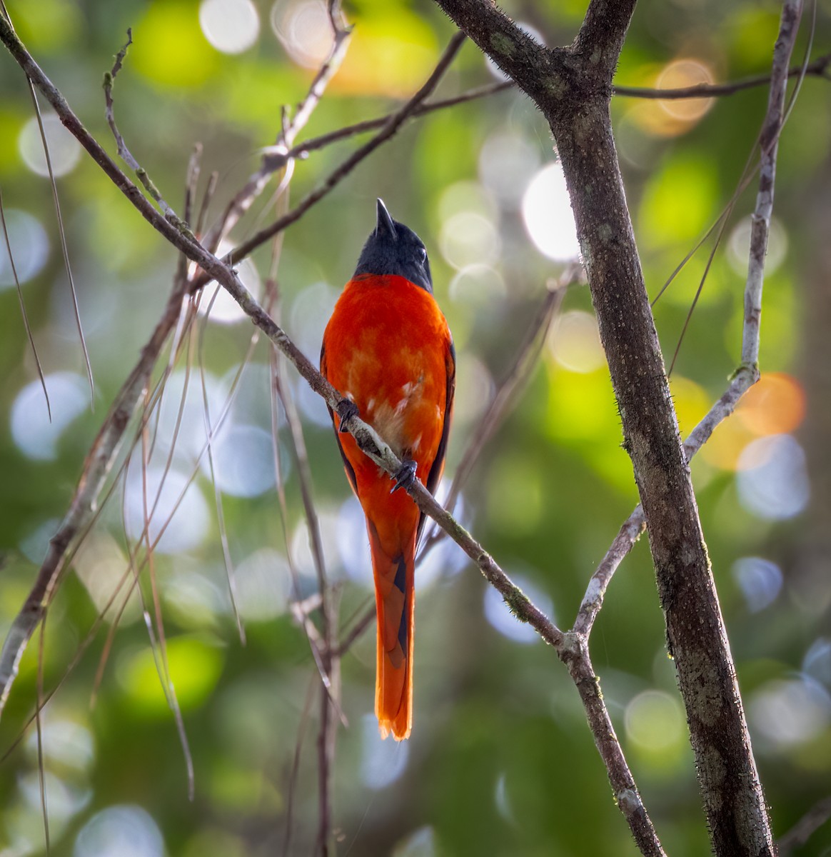 Scarlet Minivet - ML629697275