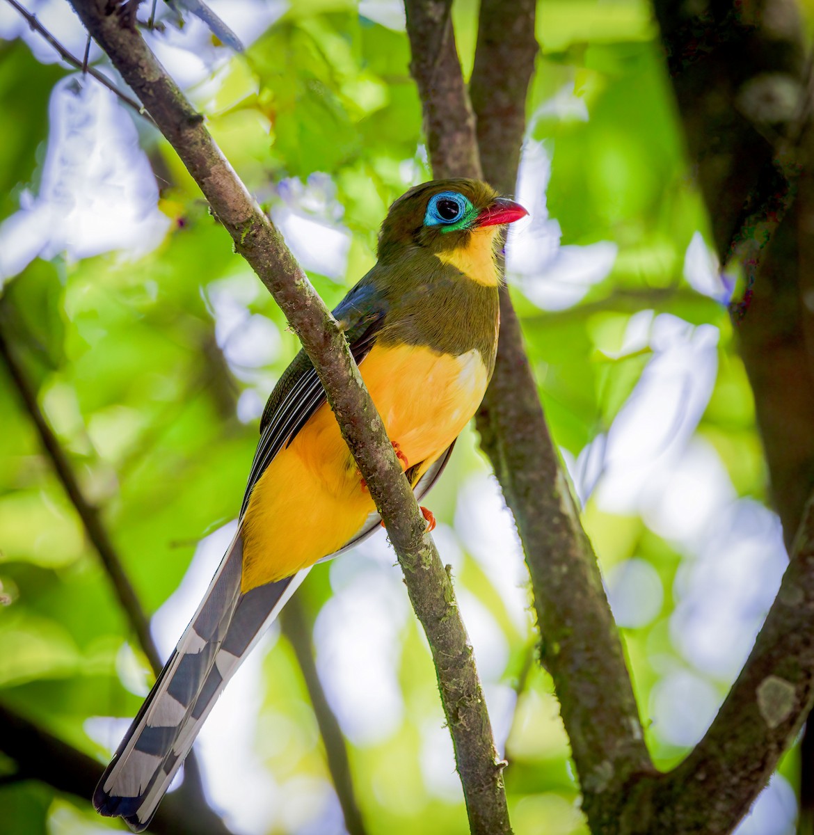Sumatran Trogon - ML629697389