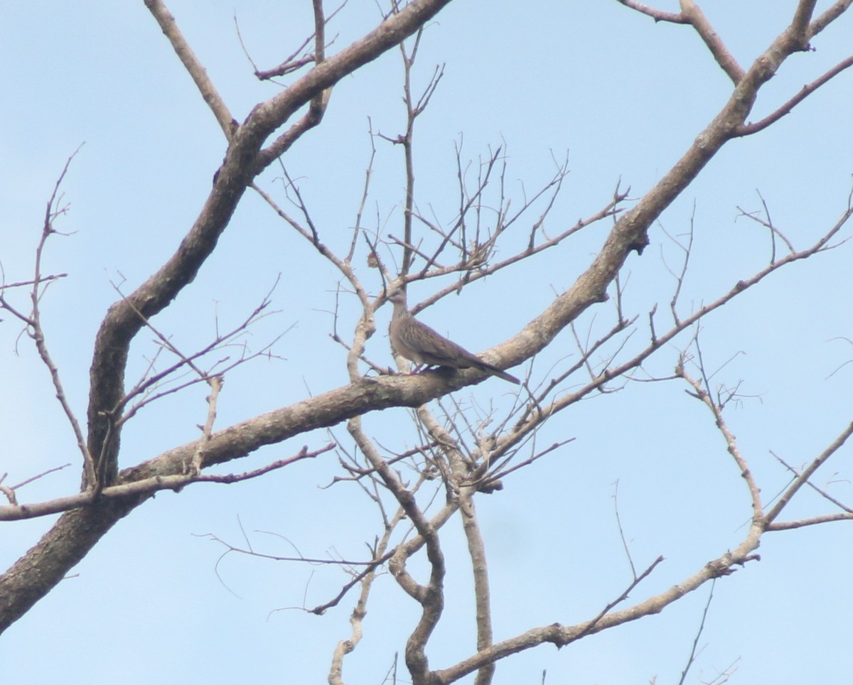 Spotted Dove - ML629697440