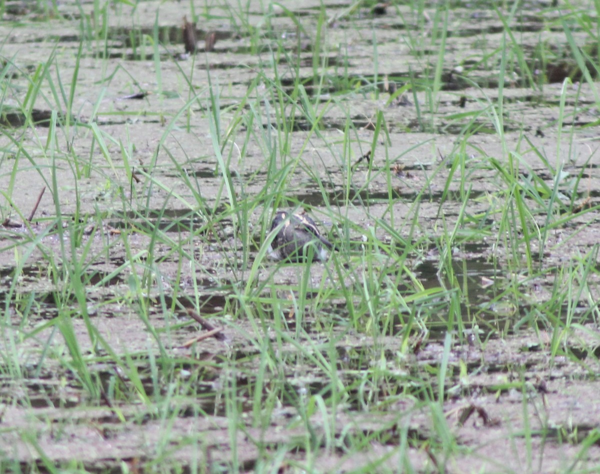 Greater Painted-Snipe - ML629697453