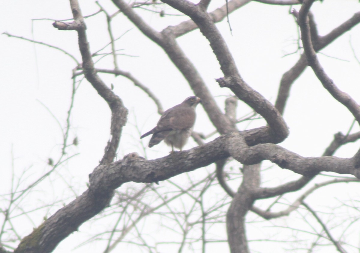 Gray-faced Buzzard - ML629697463