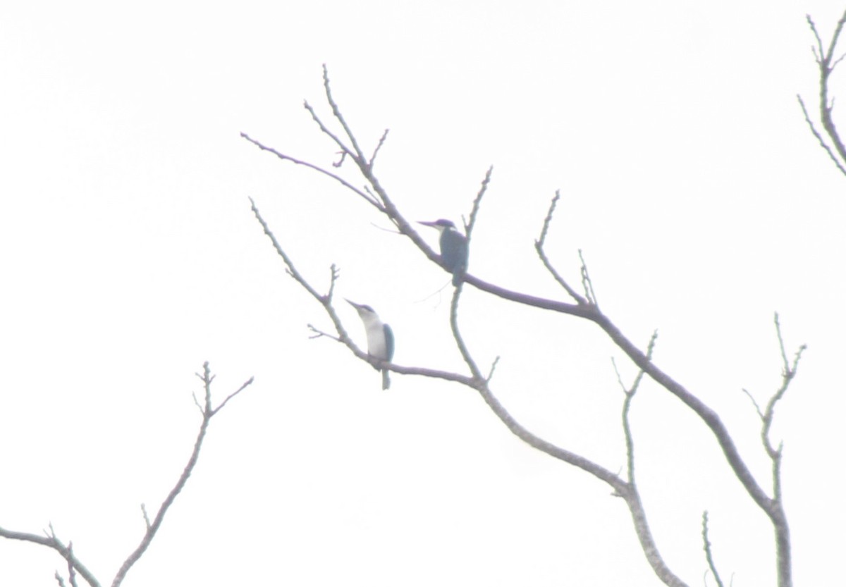 Collared Kingfisher - ML629697468