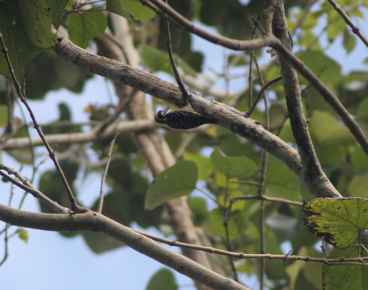 Philippine Pygmy Woodpecker - ML629697483