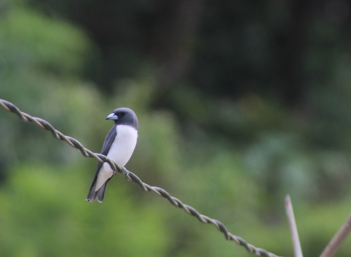 White-breasted Woodswallow - ML629697502