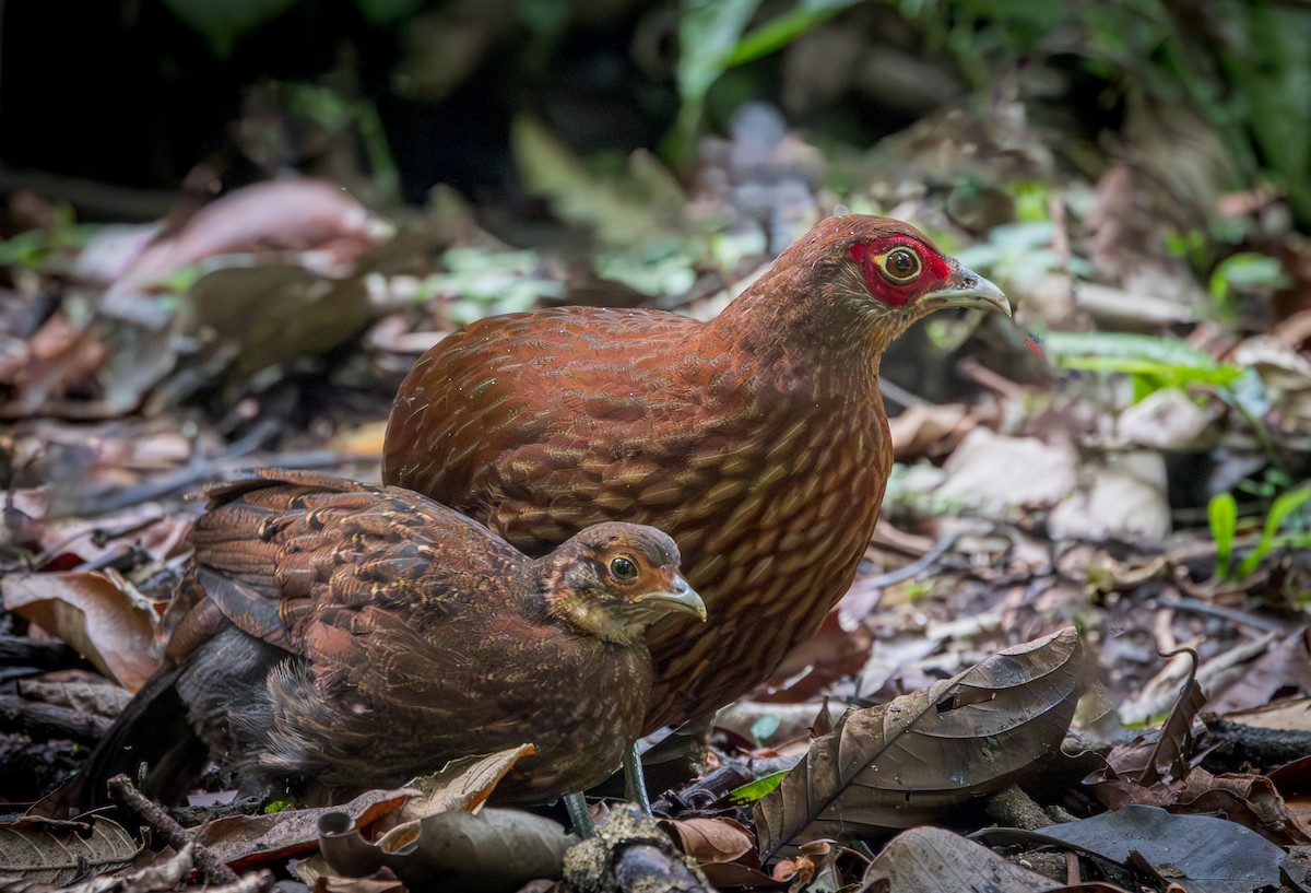 Salvadori's Pheasant - ML629697532