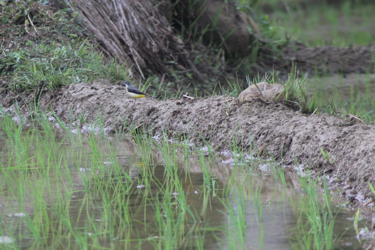 Gray Wagtail - ML629697537