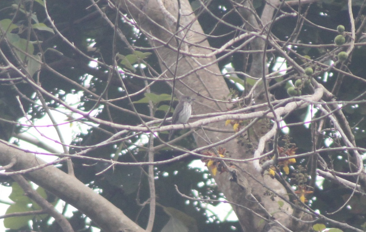 Gray-streaked Flycatcher - ML629697571