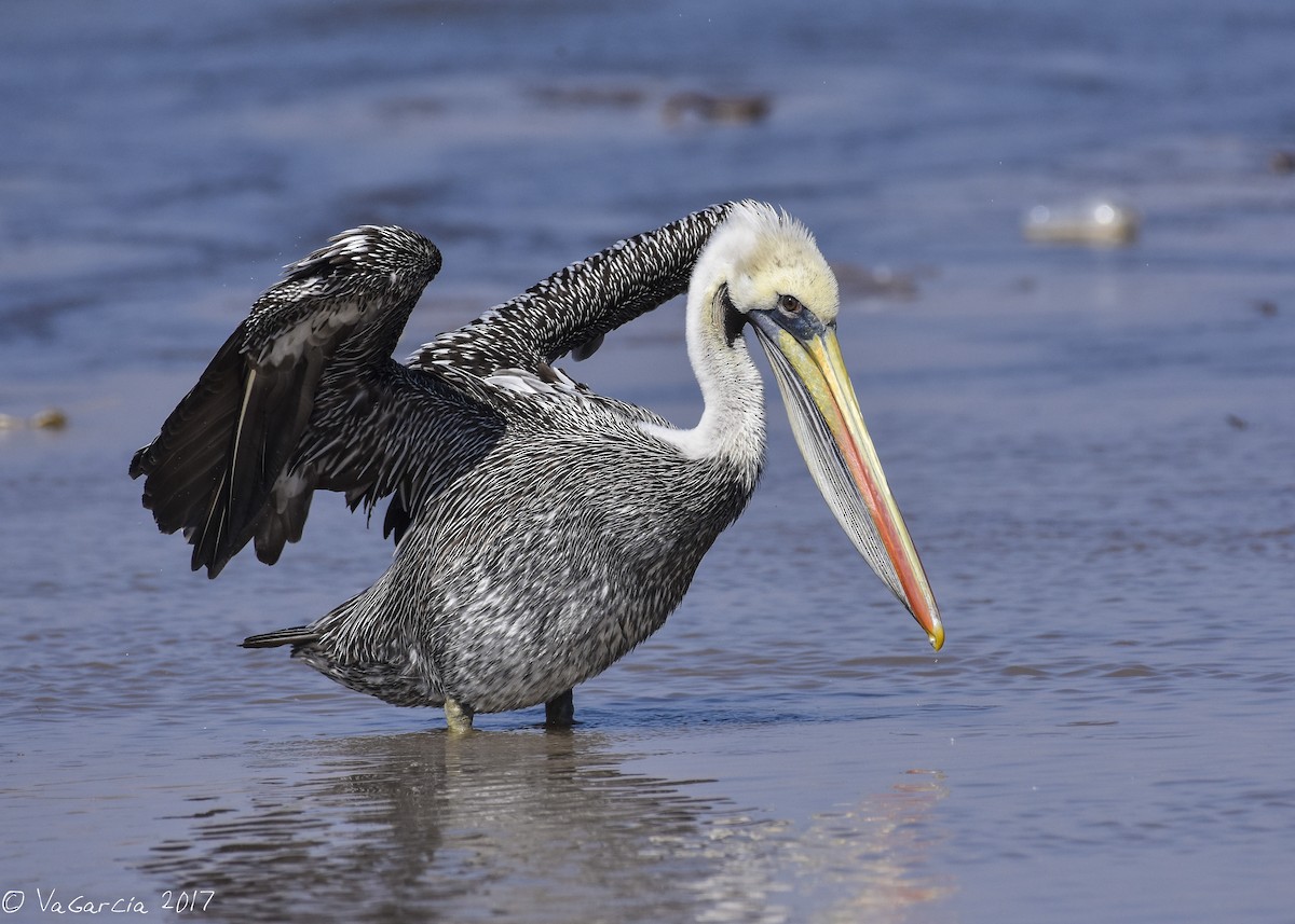 Peruvian Pelican - VERONICA ARAYA GARCIA