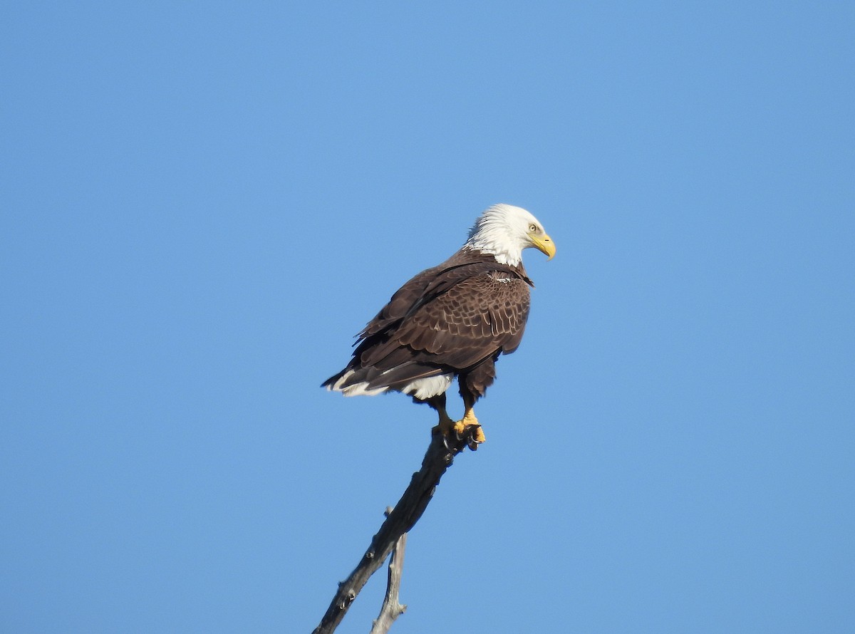 Bald Eagle - ML629697803