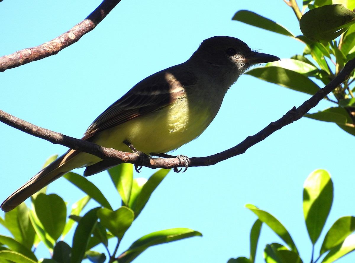 Great Crested Flycatcher - ML629697831