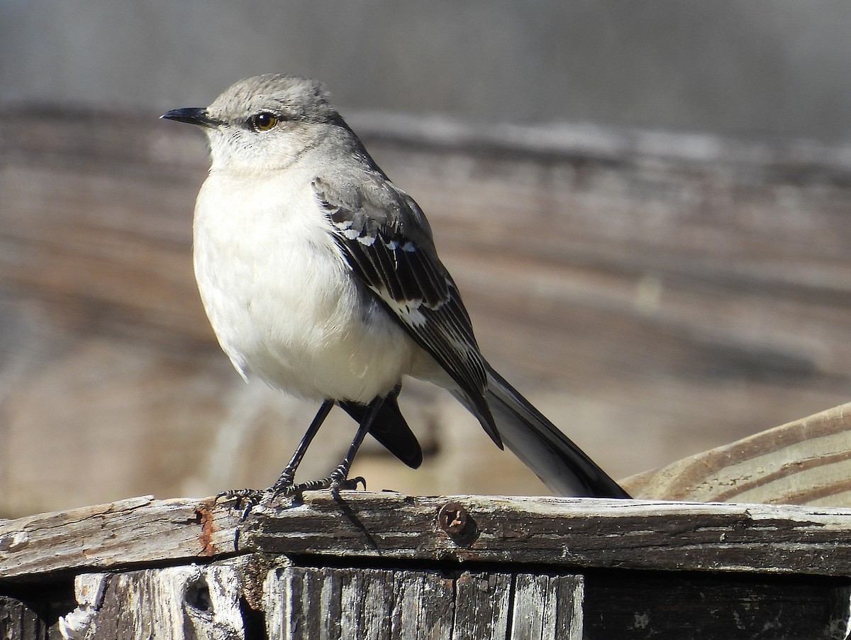 Northern Mockingbird - ML629697854