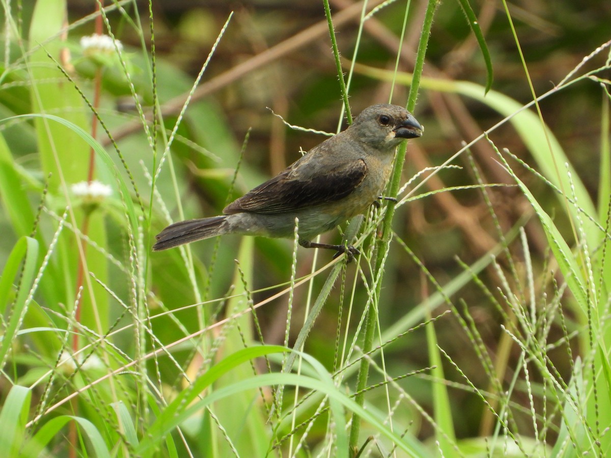 Plumbeous Seedeater - ML629697905