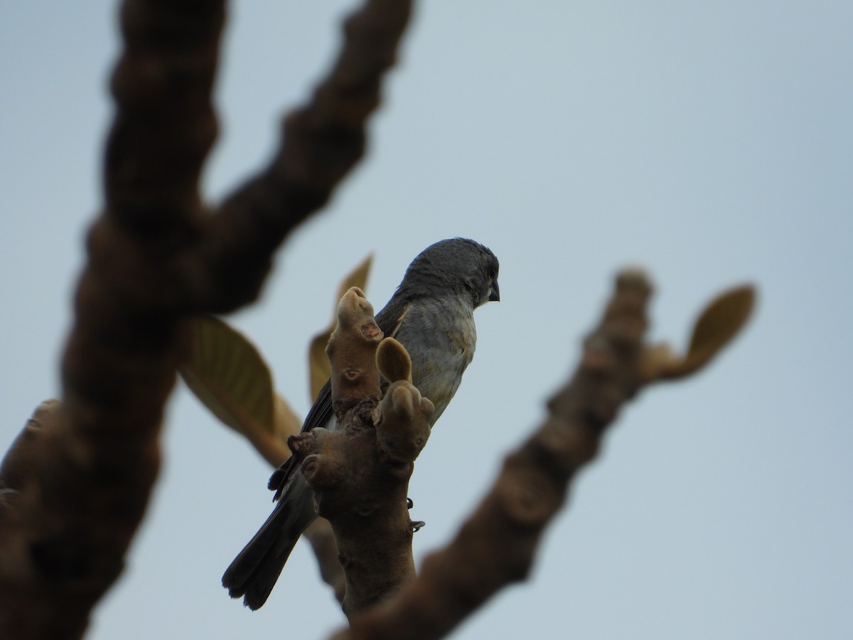 Plumbeous Seedeater - ML629697906