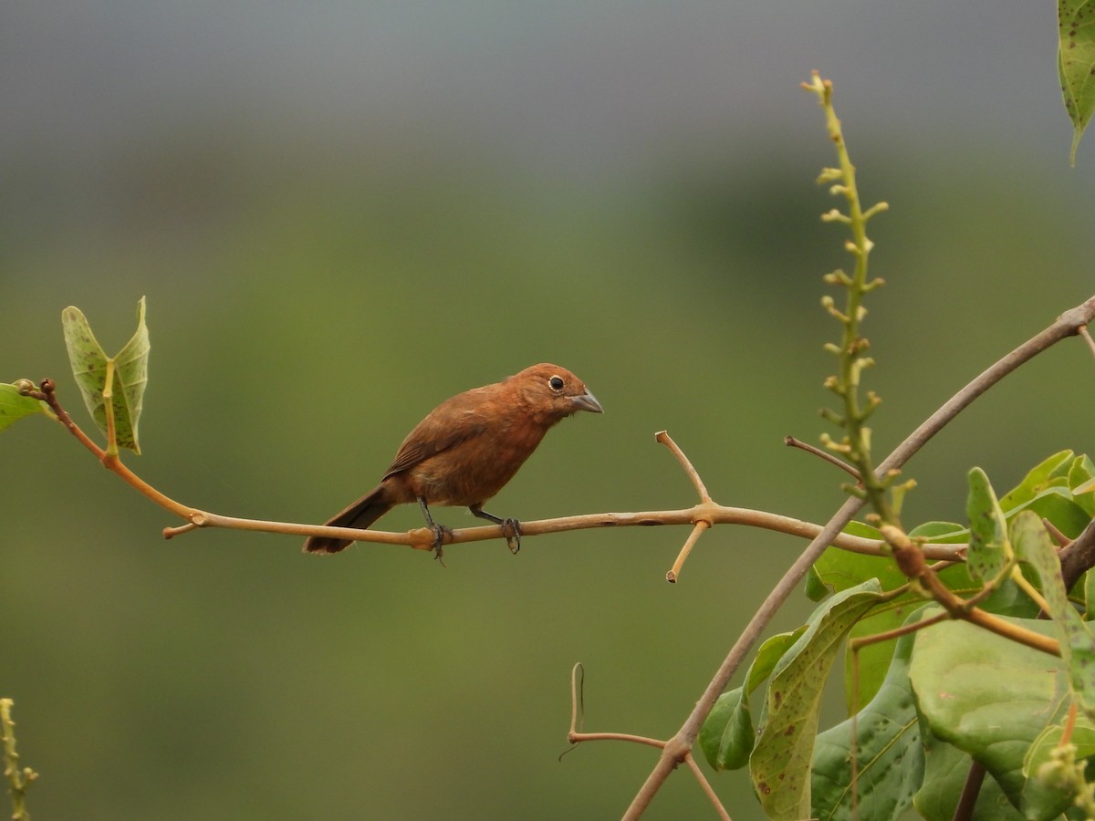 Red-crested Finch - ML629697923