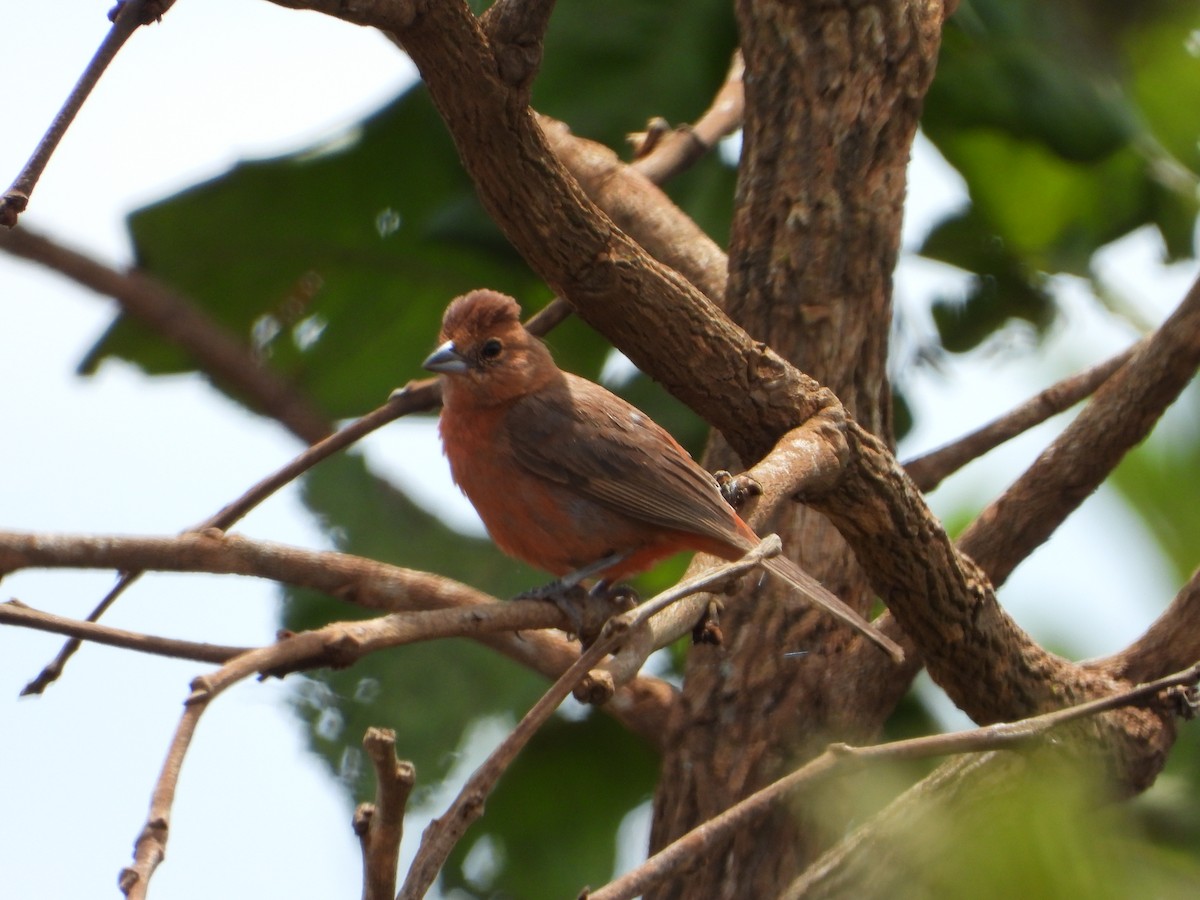 Red-crested Finch - ML629697924