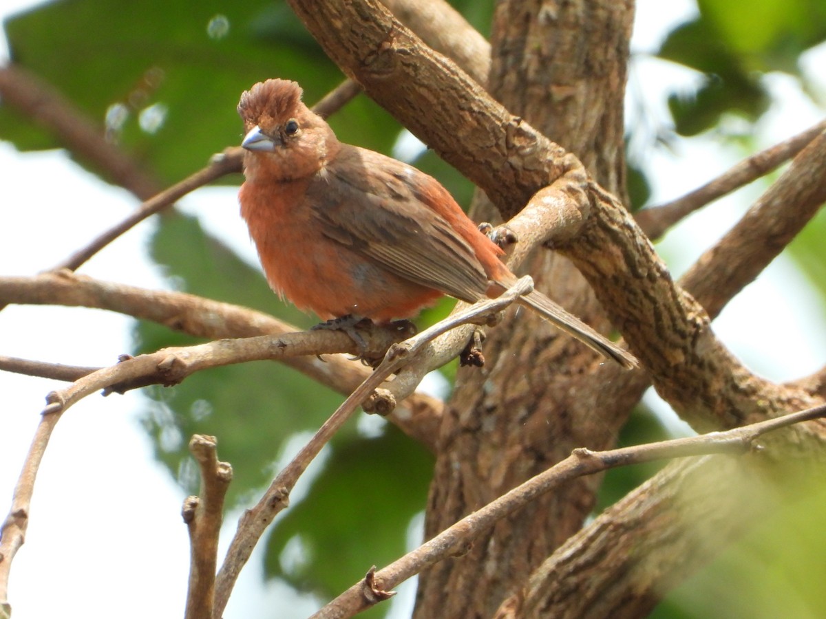 Red-crested Finch - ML629697925
