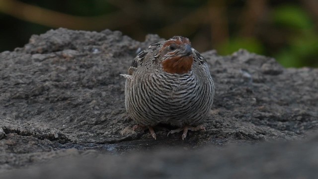 Jungle Bush-Quail - ML629697962