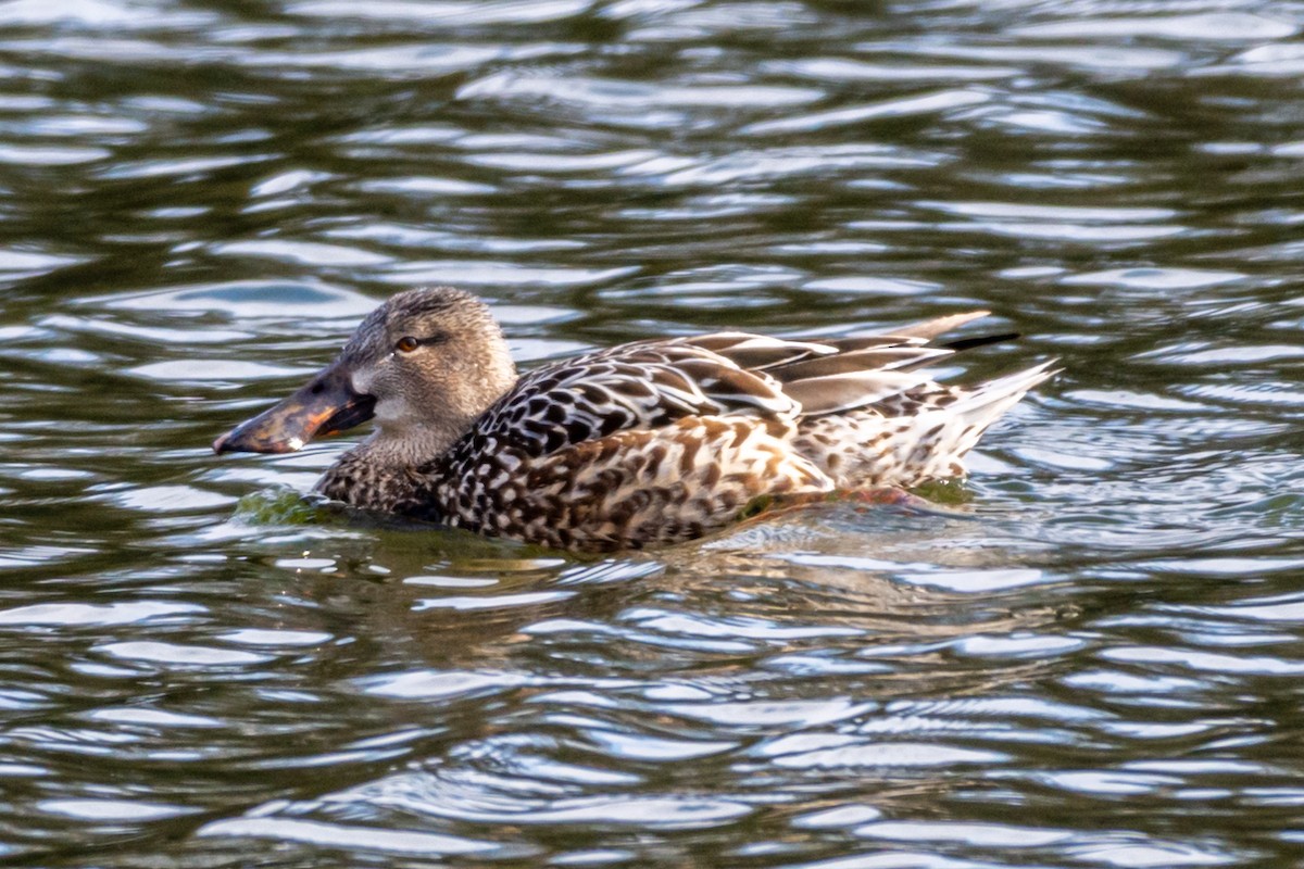 Northern Shoveler - ML629697980