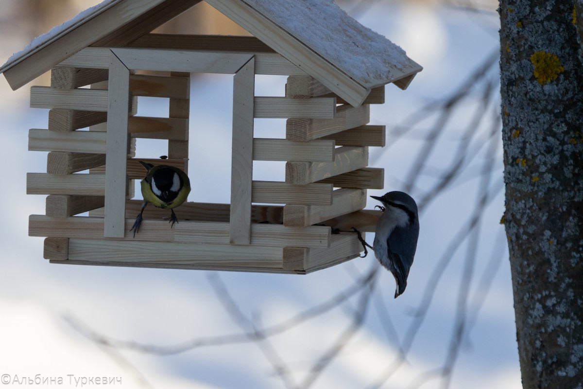 Eurasian Nuthatch (White-bellied) - ML629698038