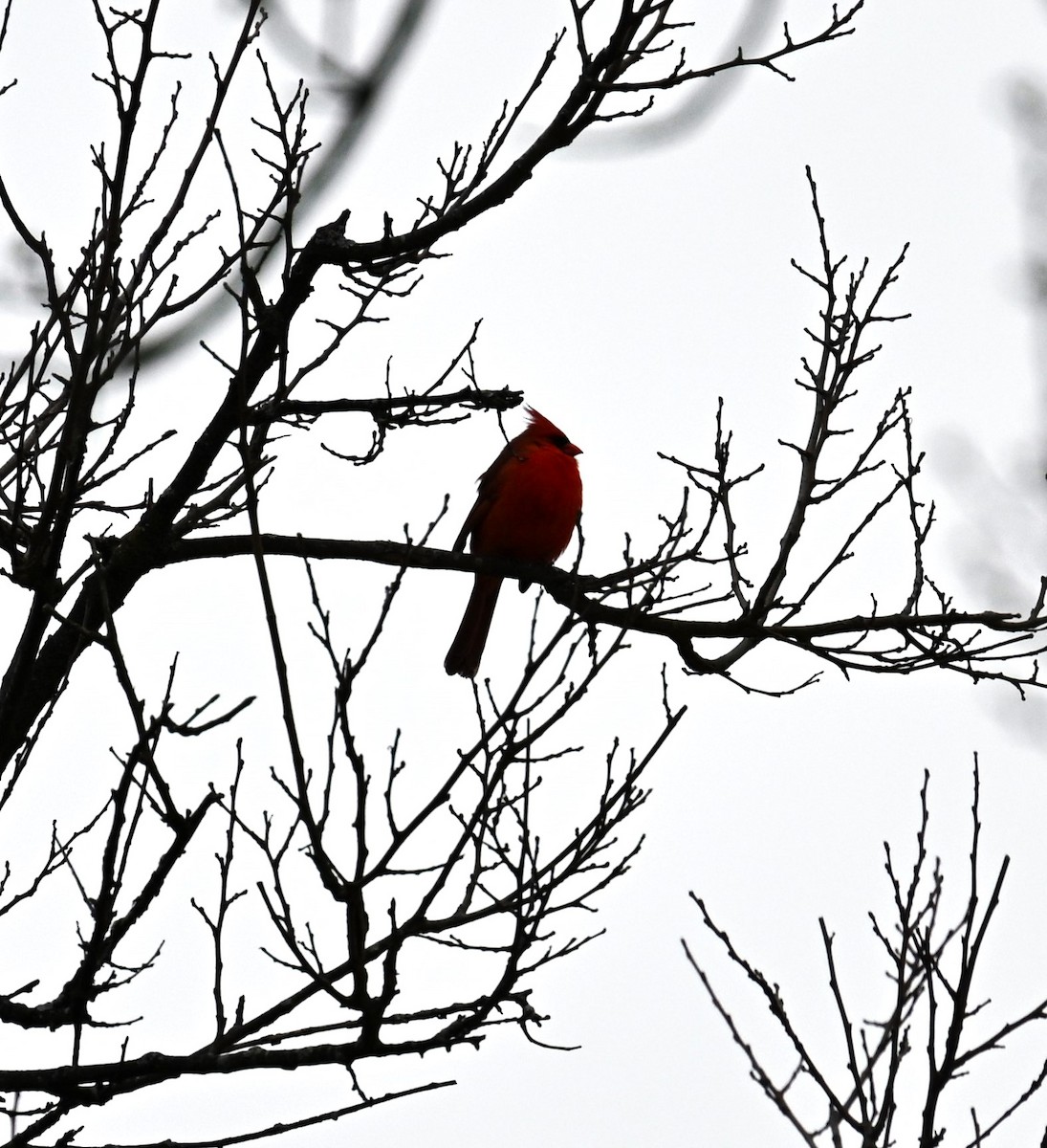 Красный кардинал - ML629698328