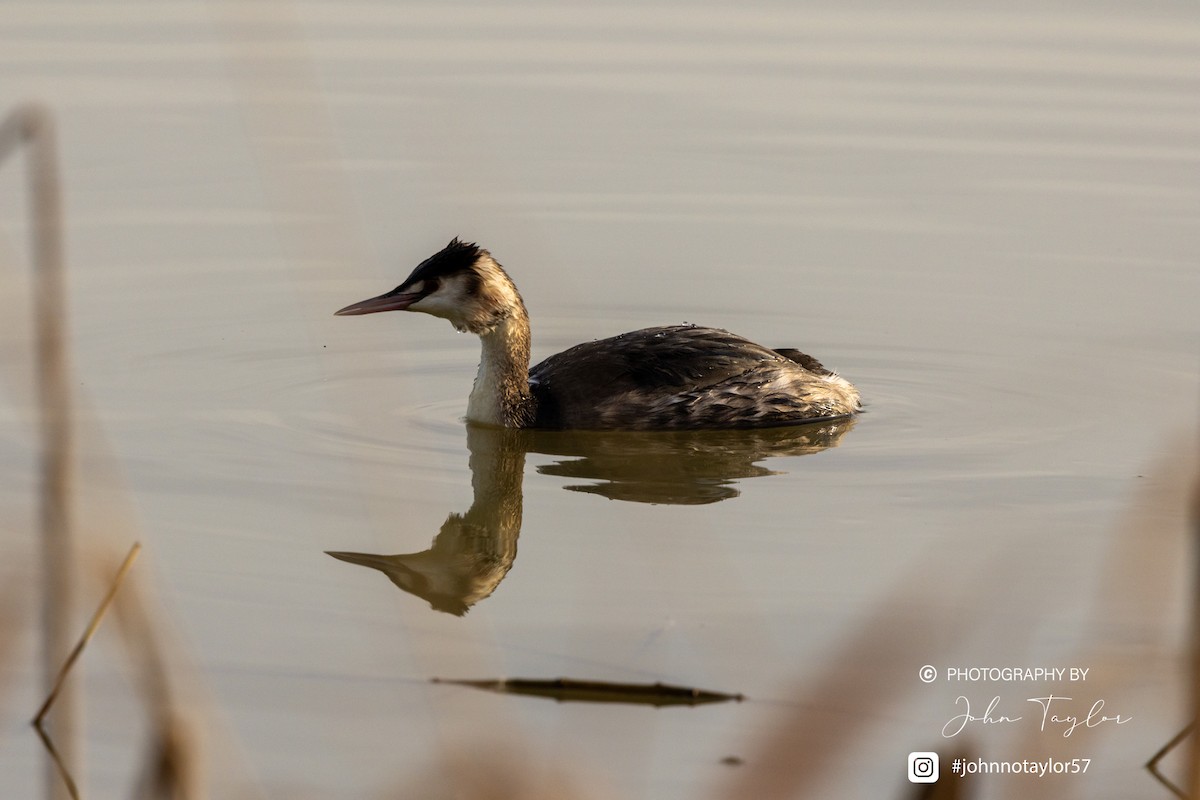 Great Crested Grebe - ML629698354