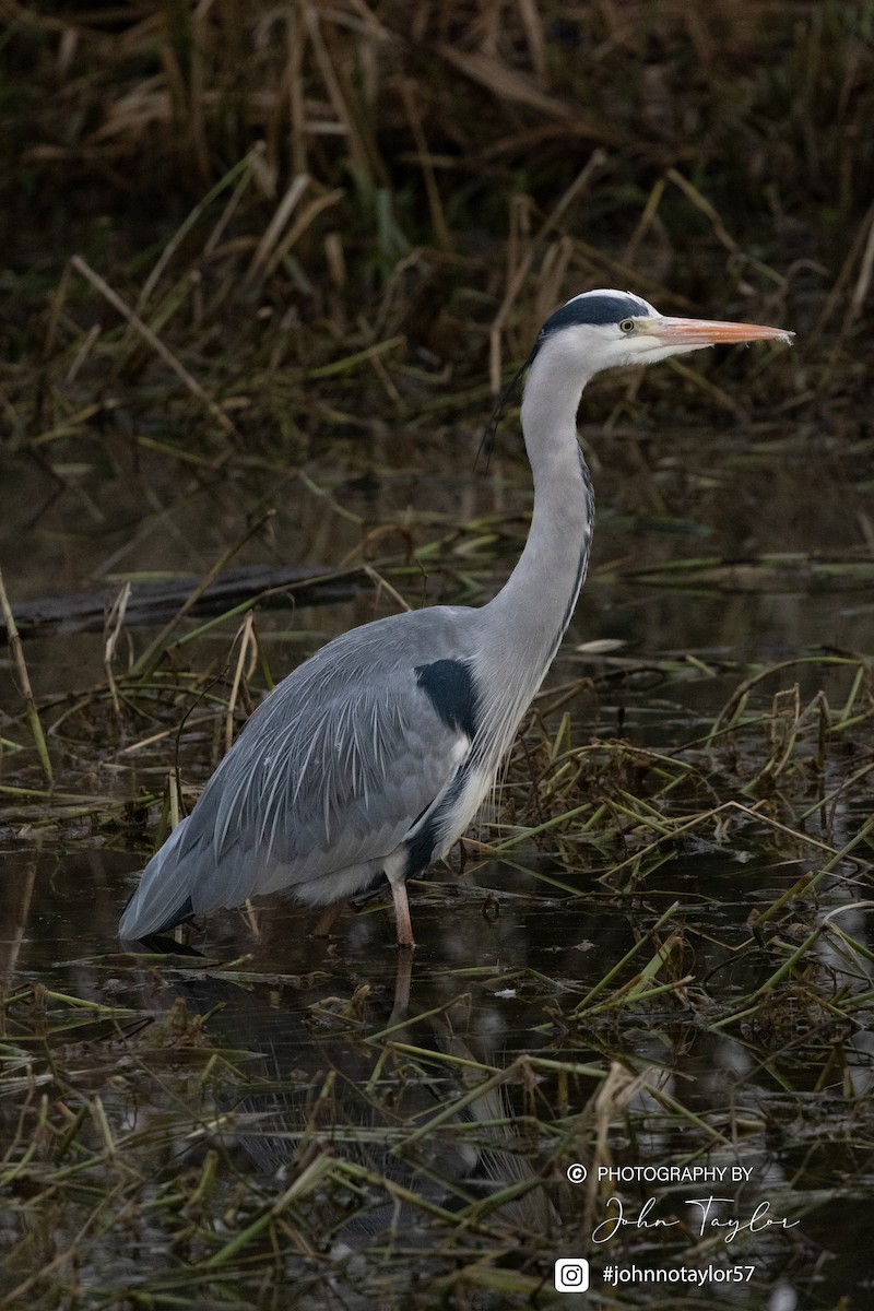 Gray Heron - ML629698373
