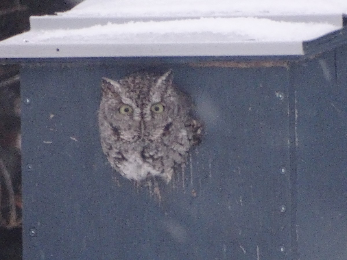 Eastern Screech-Owl - ML629698377