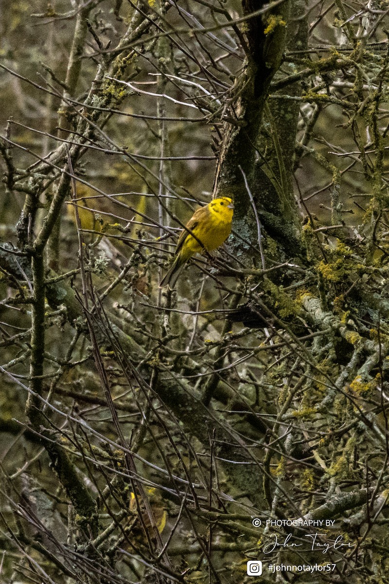 Yellowhammer - ML629698395