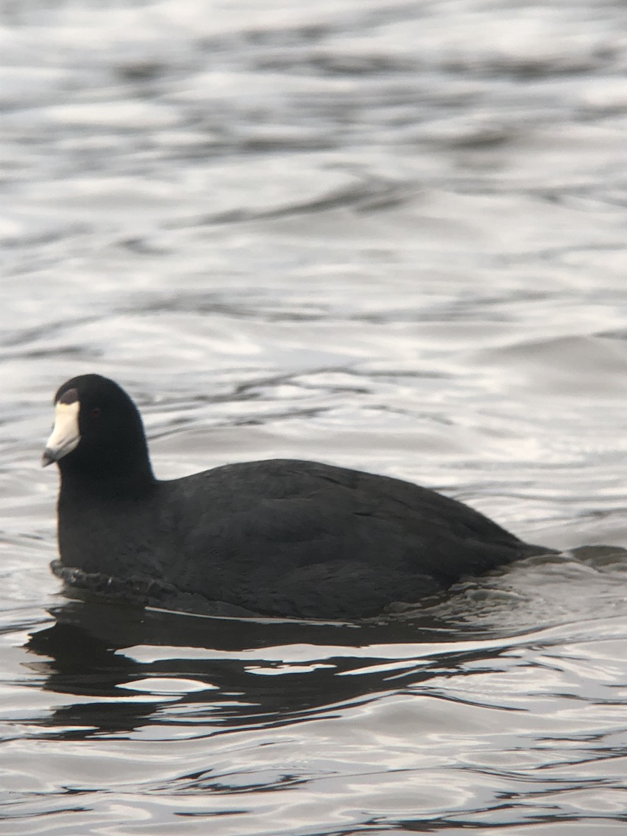 American Coot - ML629698407