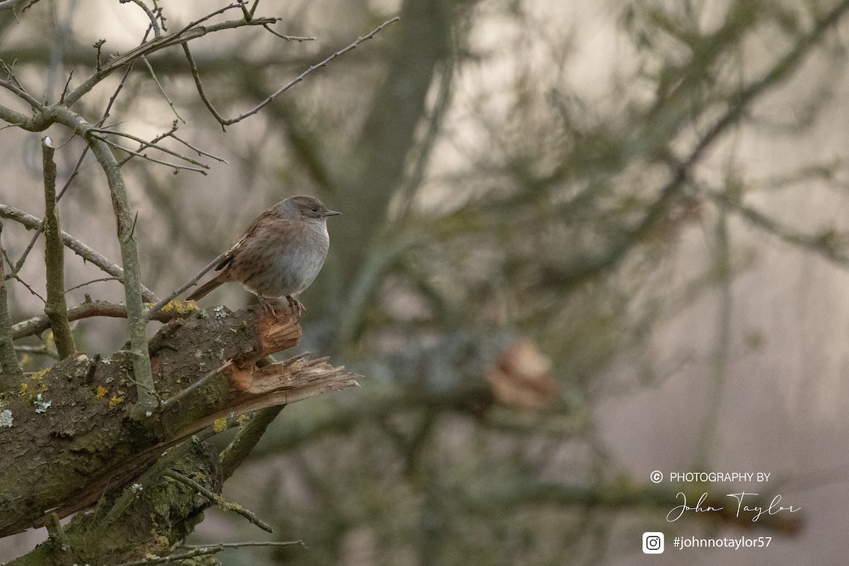 Dunnock - ML629698419