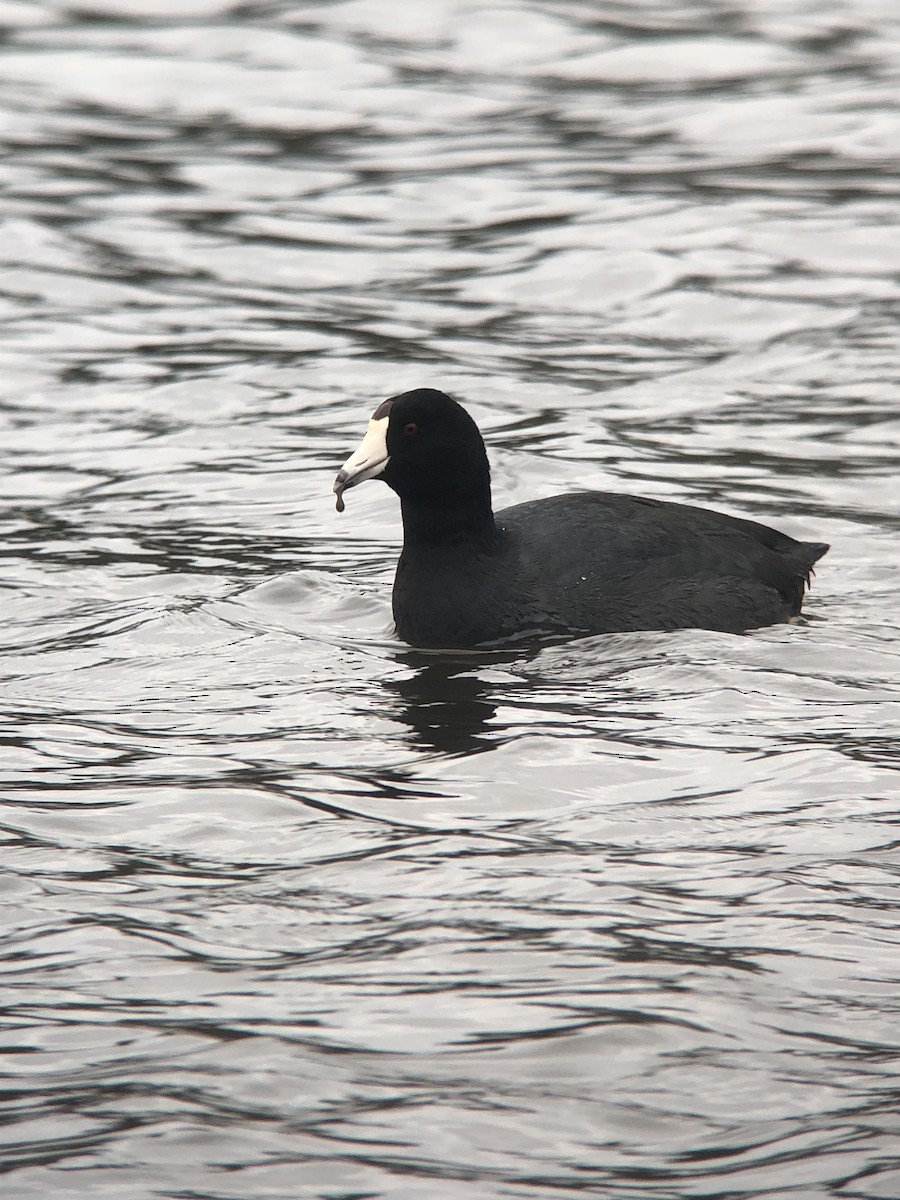 American Coot - ML629698424