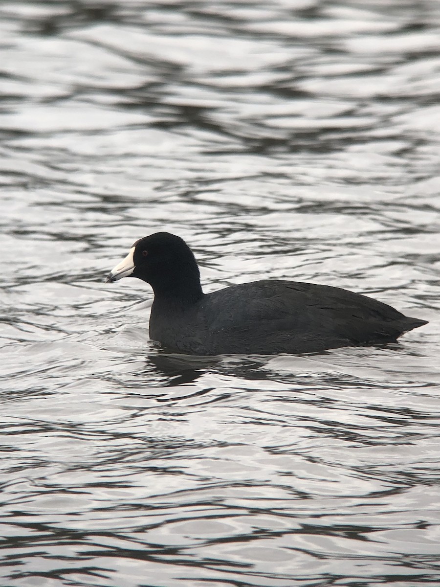 American Coot - ML629698425