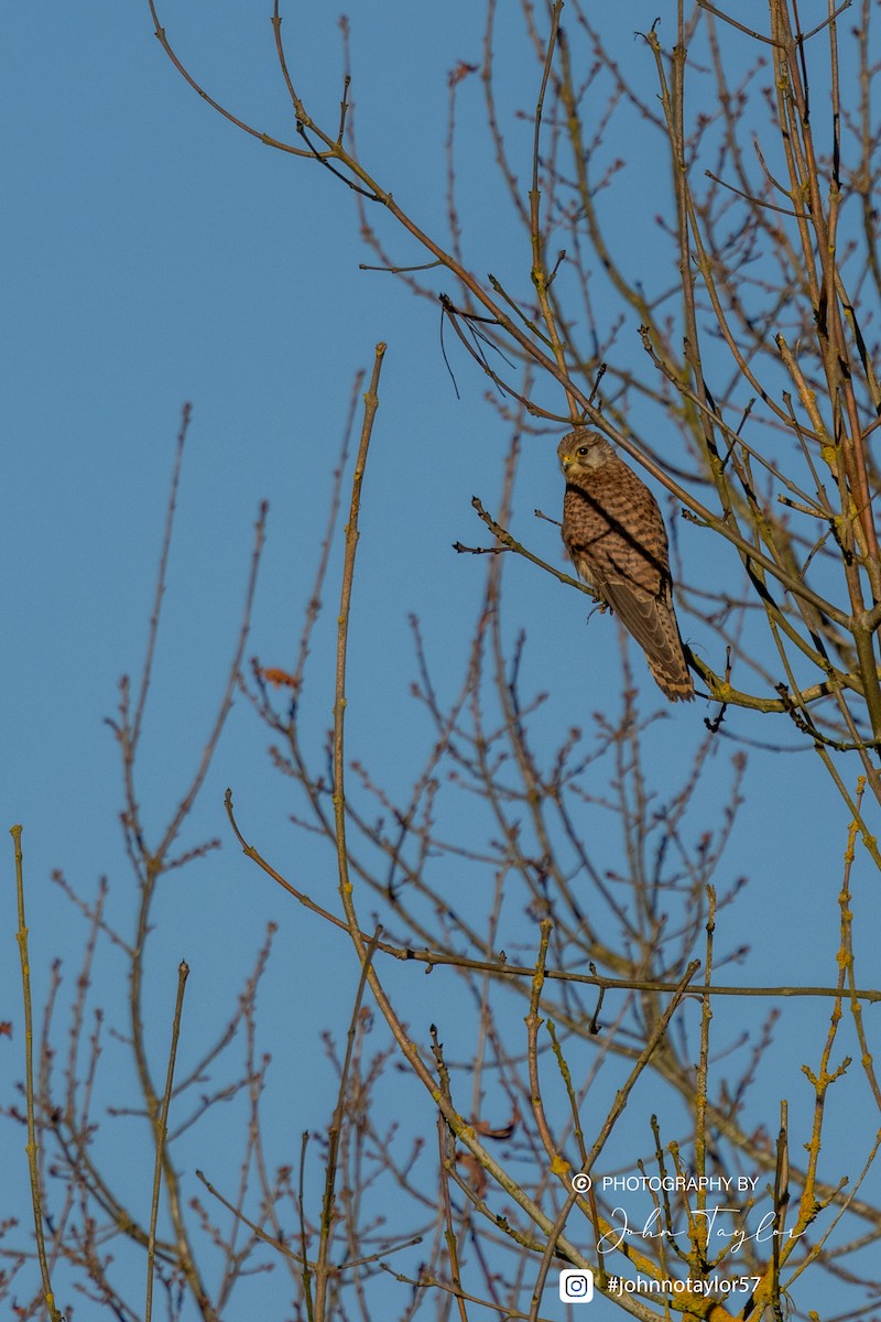 Eurasian Kestrel - ML629698455