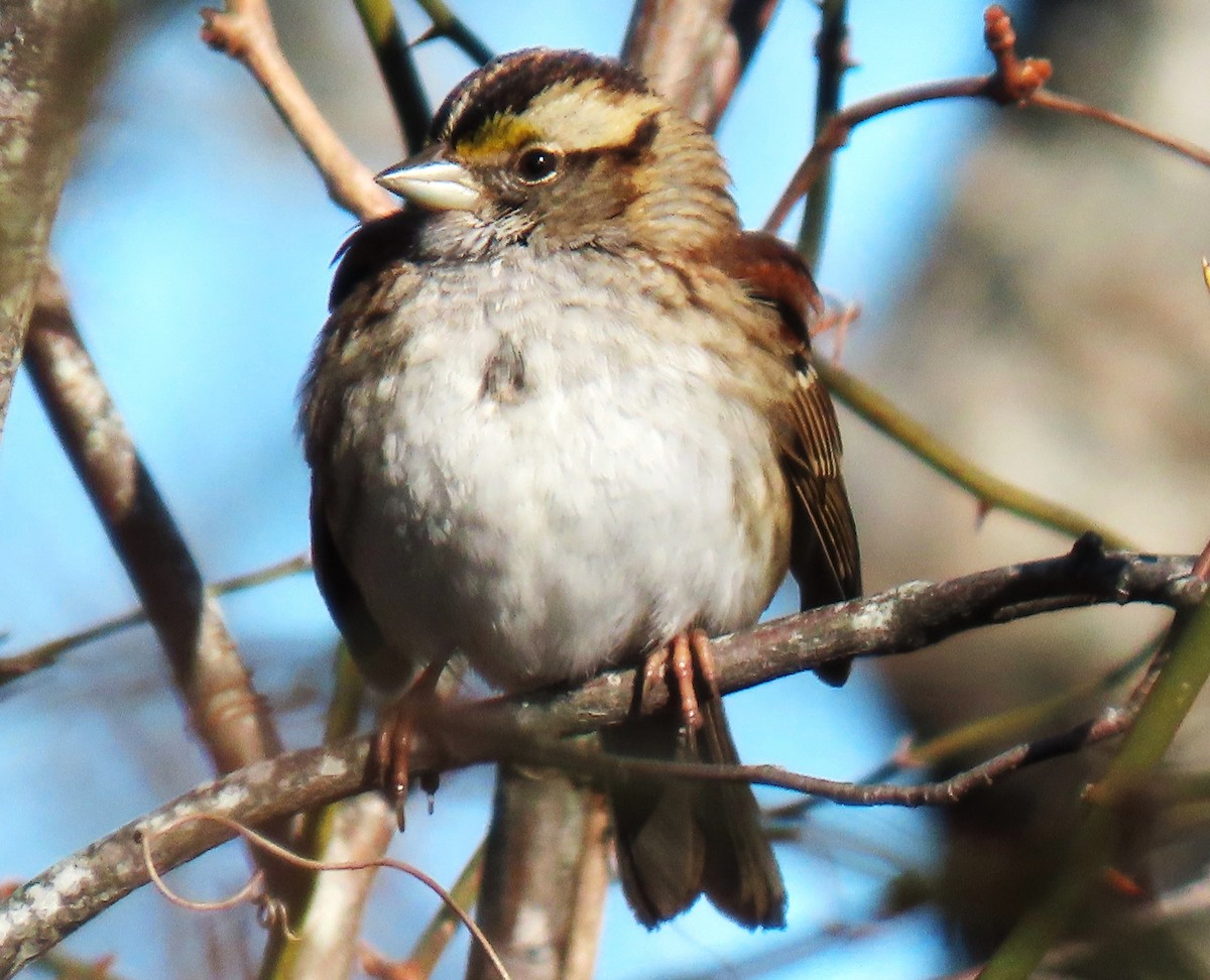 White-throated Sparrow - ML629698463