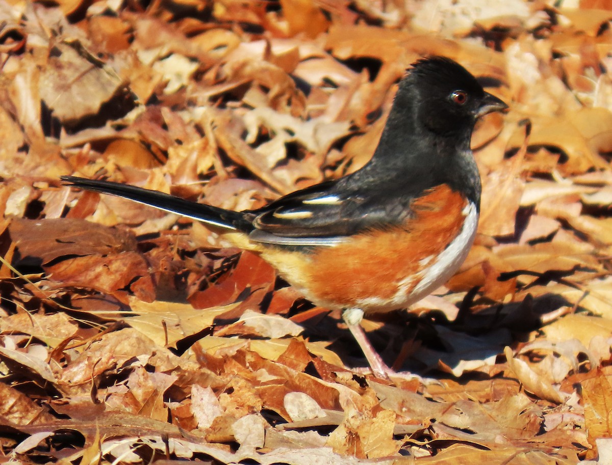 Eastern Towhee - ML629698474