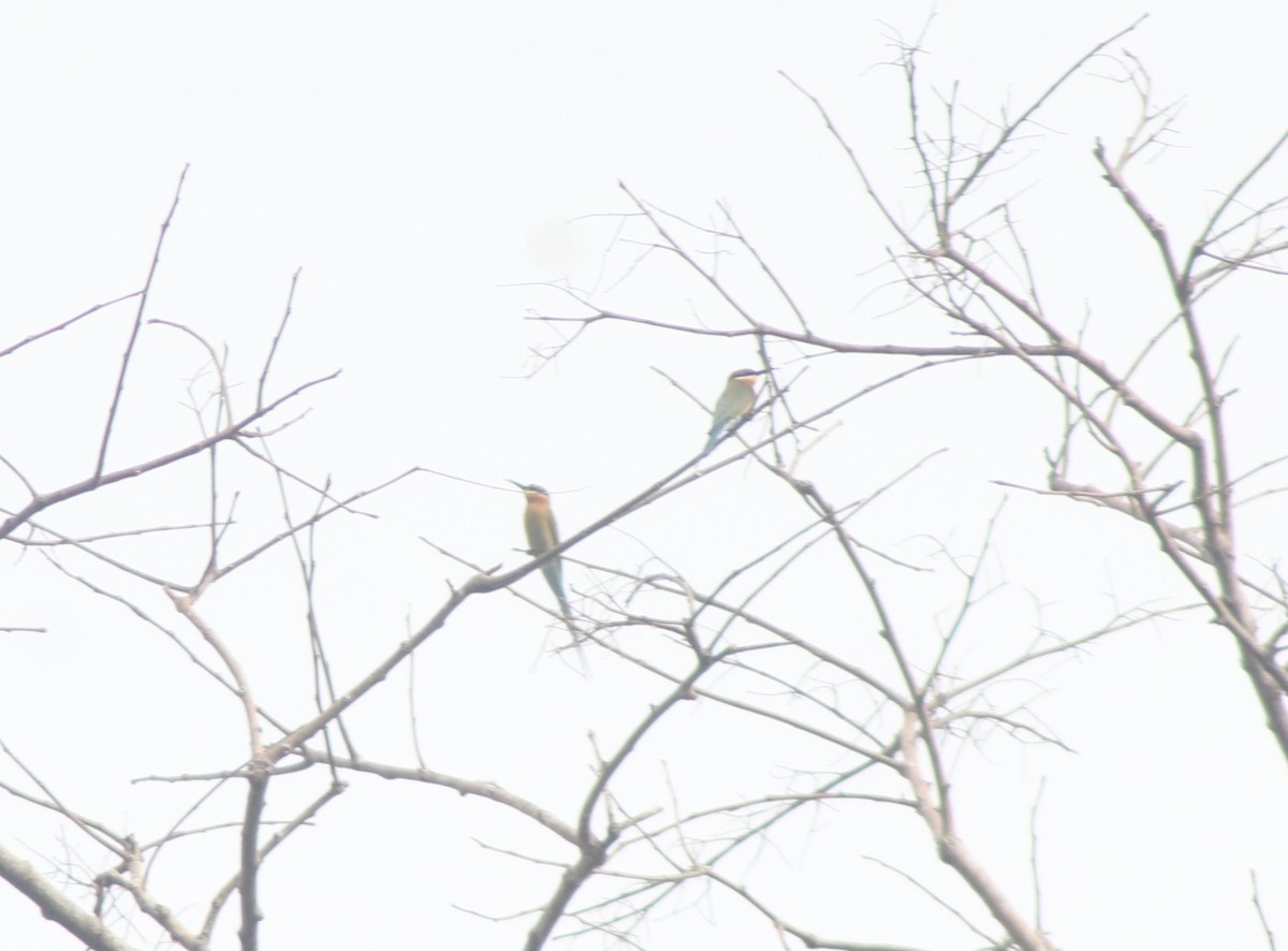 Blue-tailed Bee-eater - ML629698556