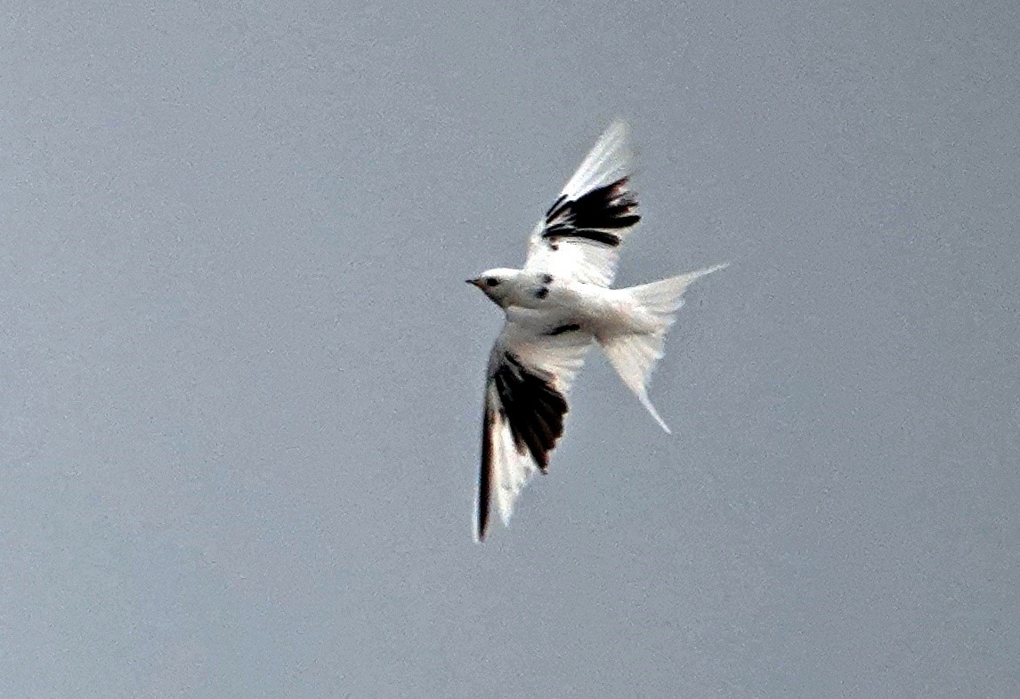 Асрын хараацай - ML629698576