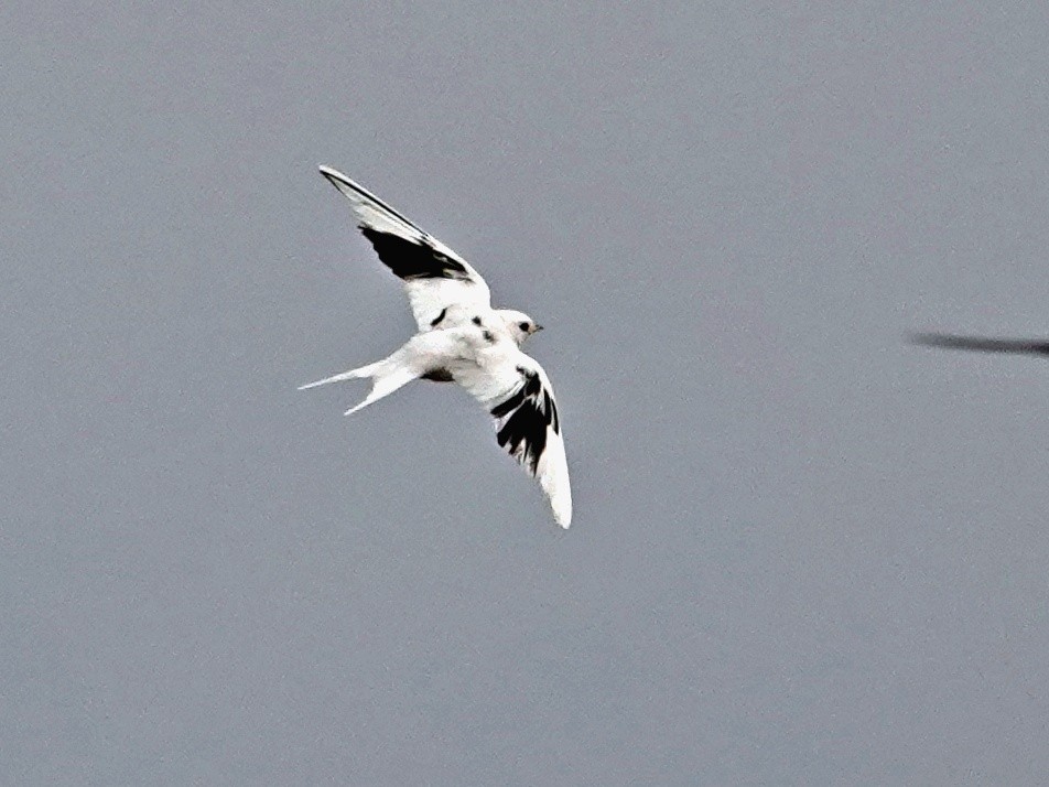 Асрын хараацай - ML629698591