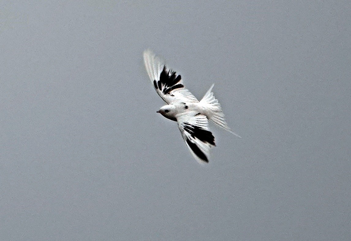 Асрын хараацай - ML629698593