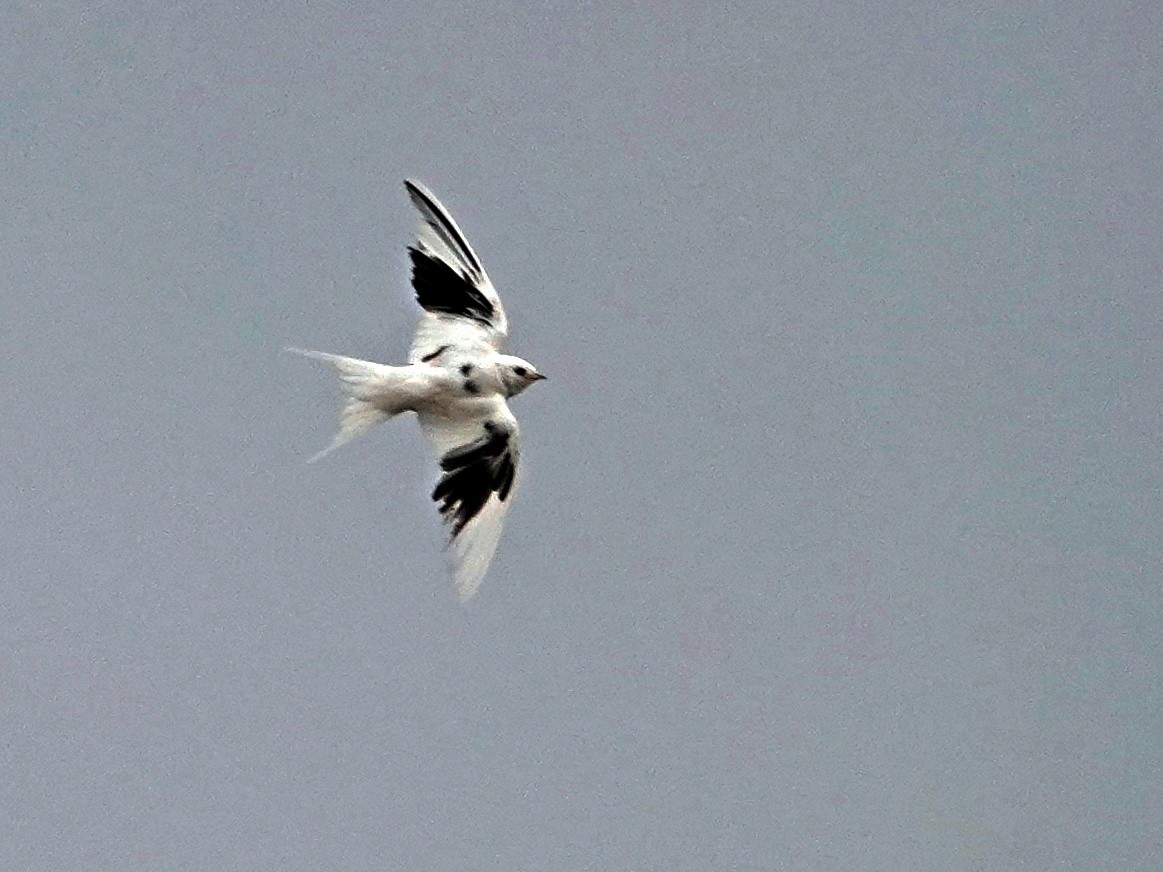 Асрын хараацай - ML629698606