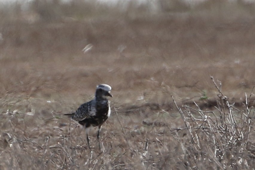 Black-bellied Plover - ML629698691