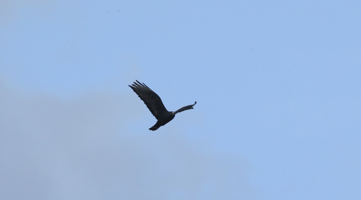 Zone-tailed Hawk - ML629698923